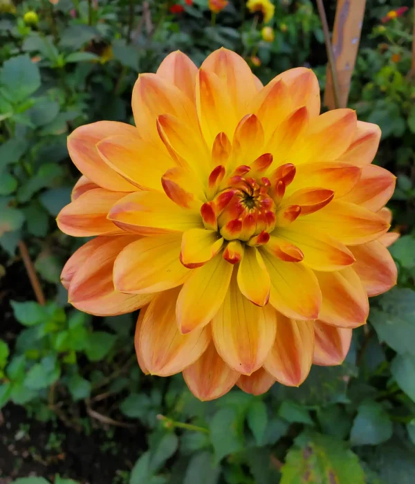 Octavia Kenny Craniosacral Therapy Glastonbury Somerset (2)