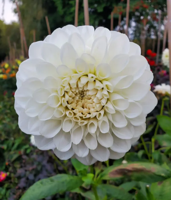 Octavia Kenny Craniosacral Therapy Glastonbury Somerset (3)