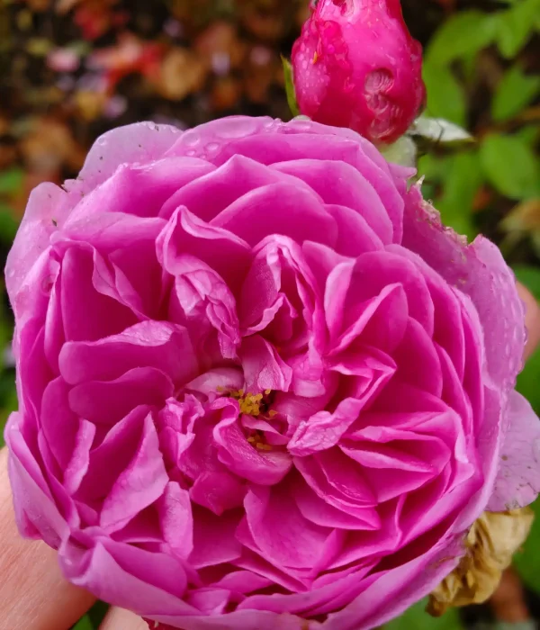 Octavia Kenny Craniosacral Therapy Glastonbury Somerset (4)